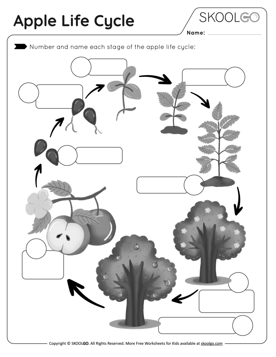 Apple Life Cycle Free Worksheet SKOOLGO