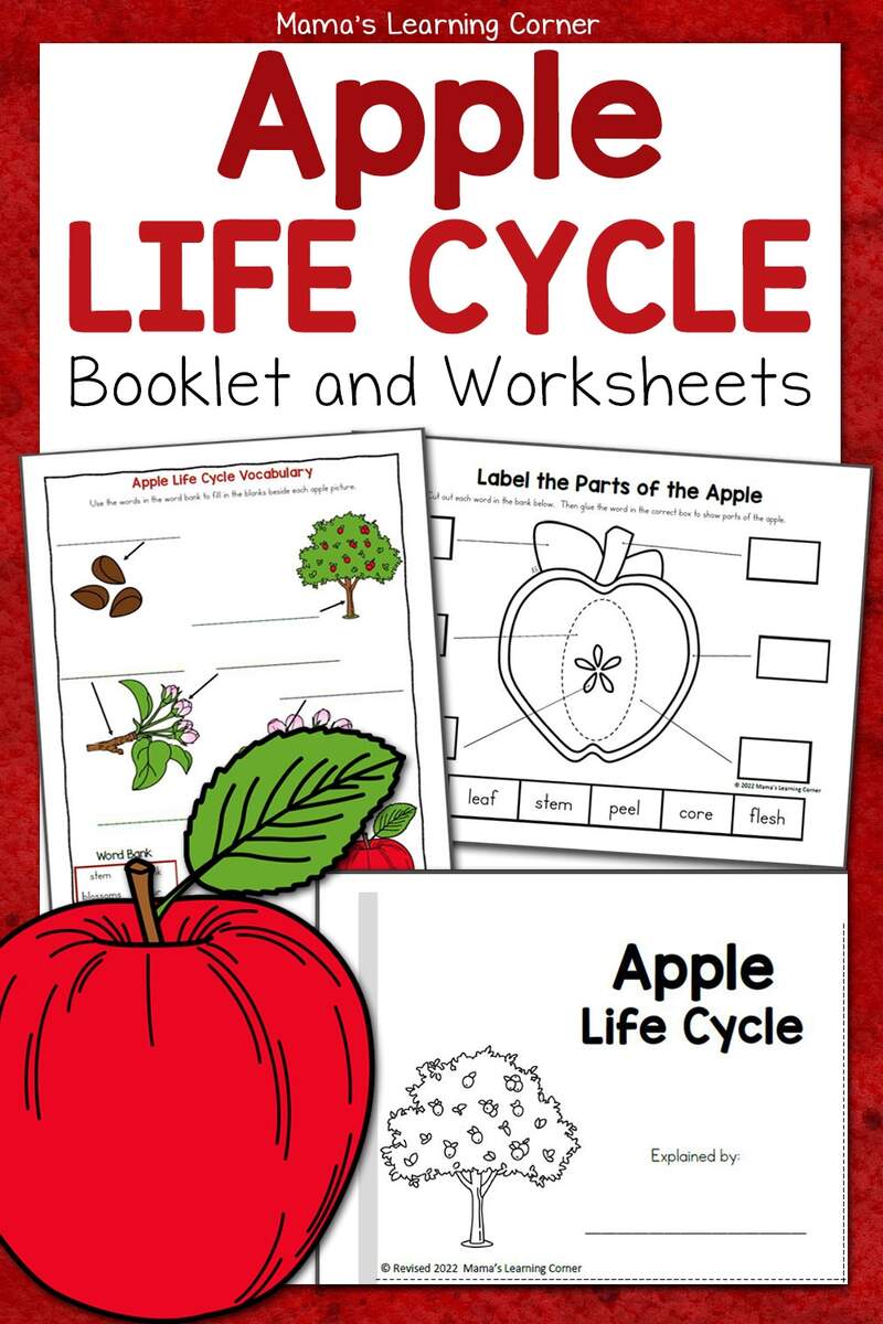 Printable Life Cycle Of An Apple Worksheet