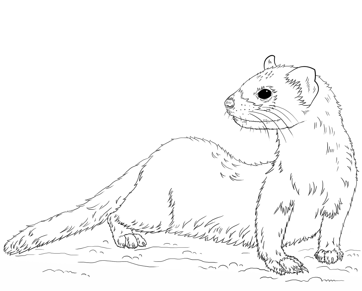 Black Footed Ferret Coloring Page Free Printable How To Draw Worksheets For The Young Artist Printable How To Draw A Ferret Worksheet