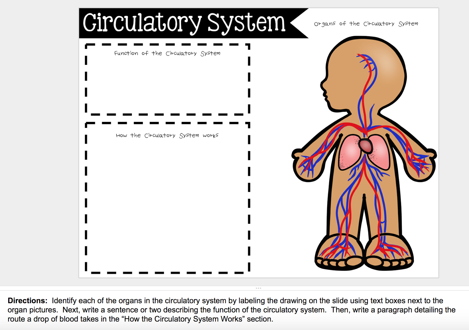 Circulation And Respiration Teaching In Room 6 Circulation And Respiration Teaching In Room 6