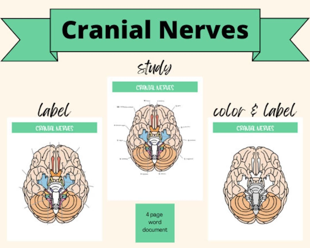 Cranial Nerves Study Guide Chart And Picture Label Color Function Test Sensory Motor Mnemonic For Study Anatomy For Physical Therapy Etsy Cranial Nerves Study Guide Chart And Picture Label Color Function Test Sensory Motor Mnemonic For Study Anatomy For Physical Therapy Etsy