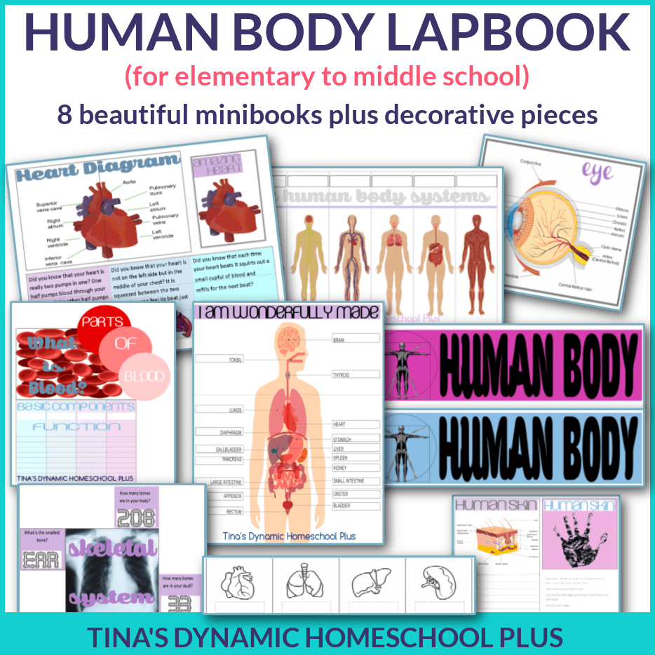 Dynamic And Fun Human Body Lapbook For Multiple Ages