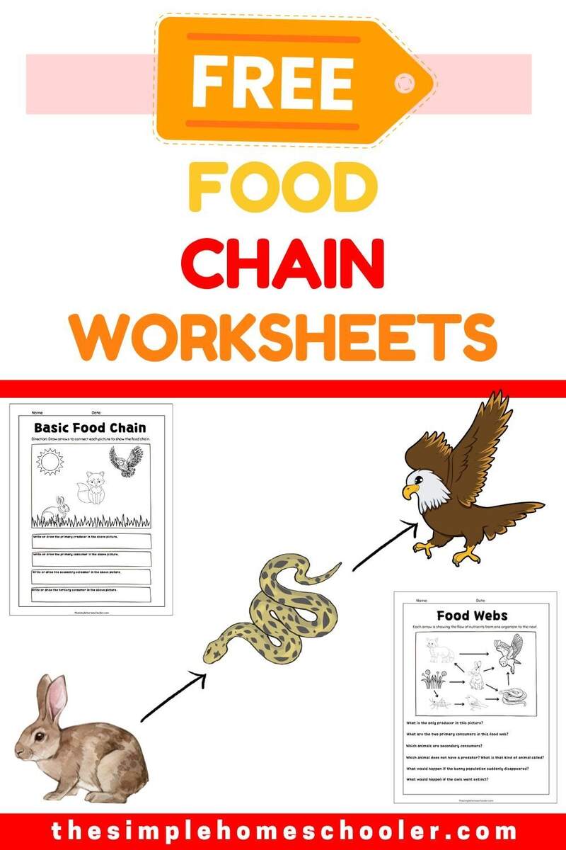 Ferocious Food Chain Worksheets Free And Easy Print The Simple Homeschooler Printable Animal Food Chain Worksheet And Activity Cut And Paste For Grade 1 Made By Teachers