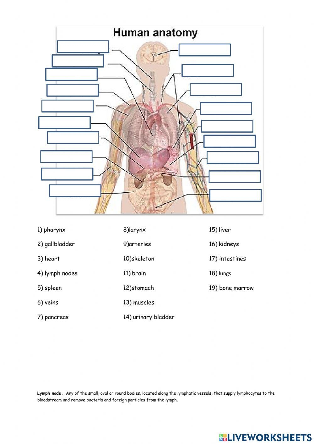 Free Printable Anatomy Of Human Lungs Worksheet Kiddoworksheets Worksheets Library