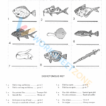 Free Printable Dichotomous Key Worksheet Collection Worksheets Library