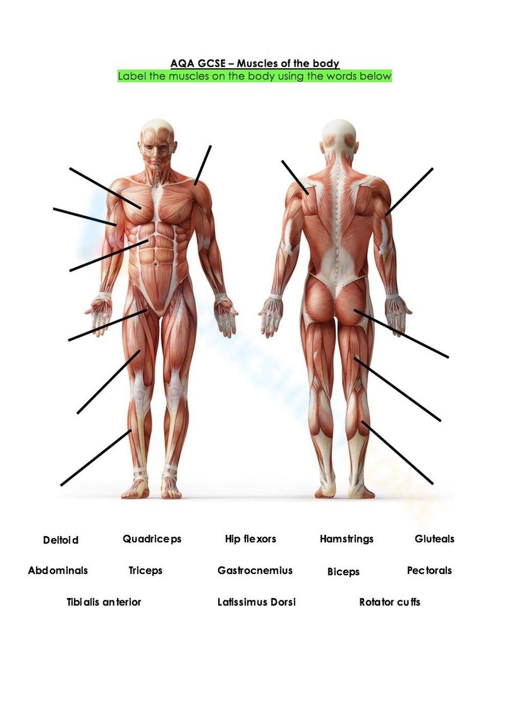 Free Printable Muscular System Worksheet Collection Worksheets Library