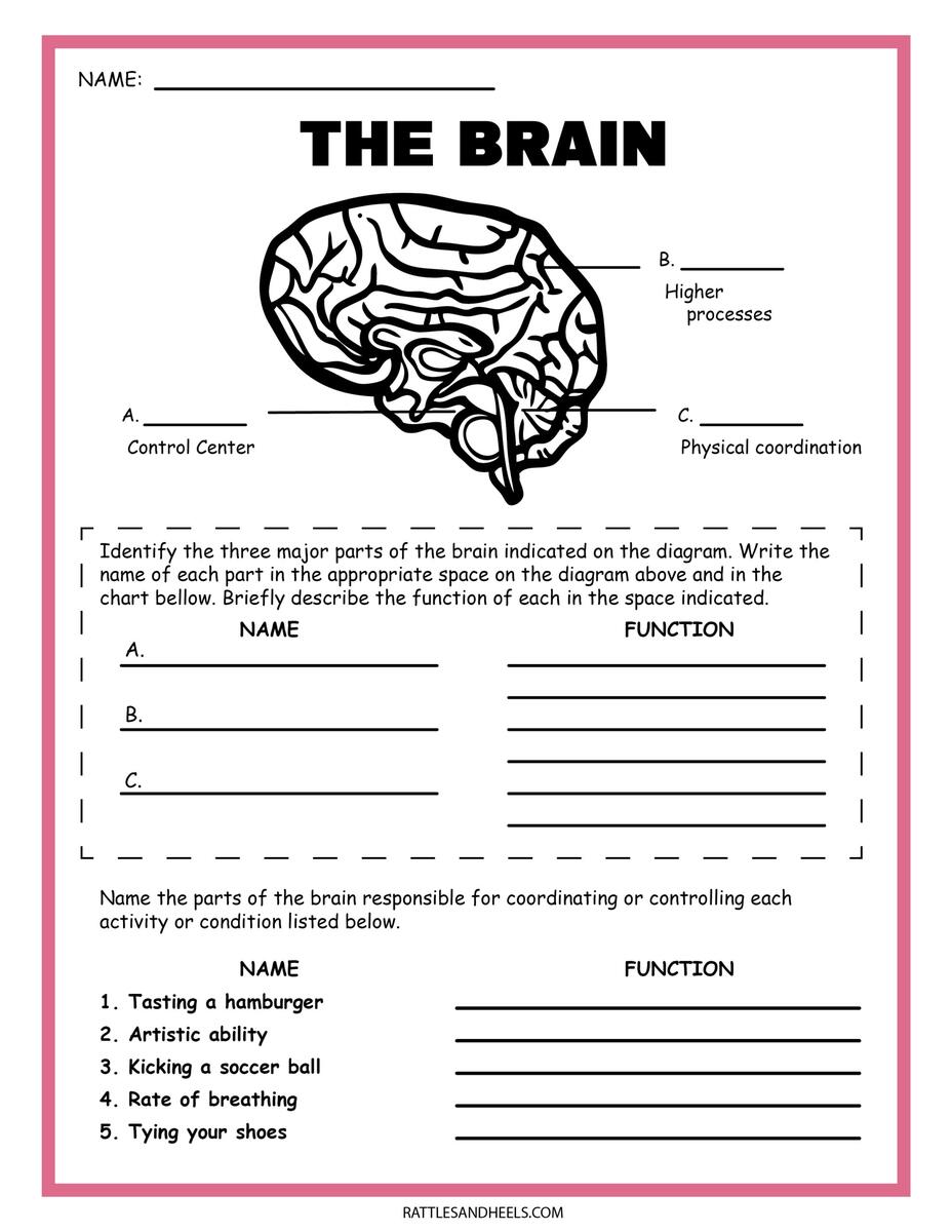 Free Science Worksheets The Nervous System Adanna Dill Printable Solid Liquids And Gas Worksheets For Grade 1 2 3 Made By Teachers