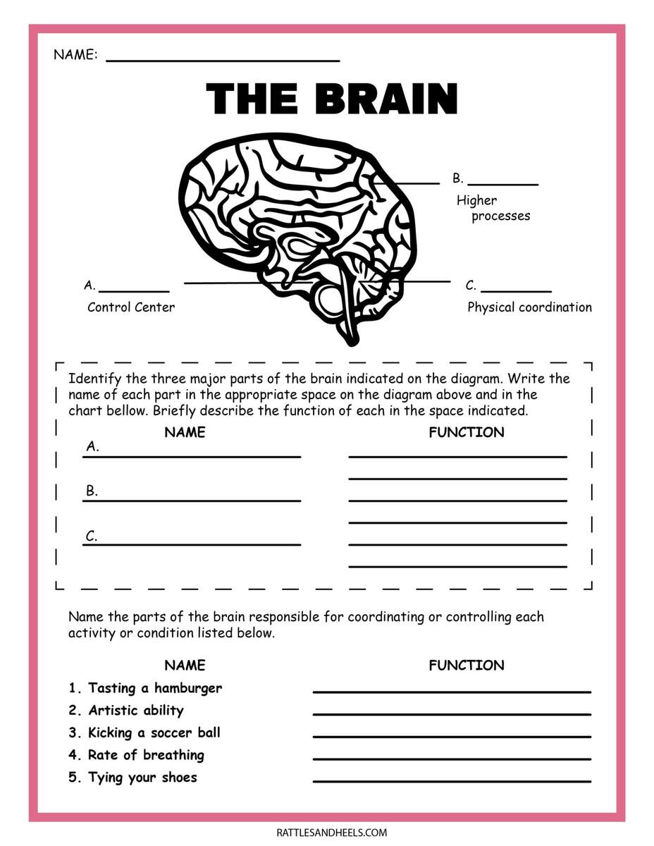 Free Science Worksheets The Nervous System Adanna Dill Free Free 6th Grade Science Worksheet Download Free Free 6th Grade Science Worksheet Png Images Free Worksheets On Clipart Library