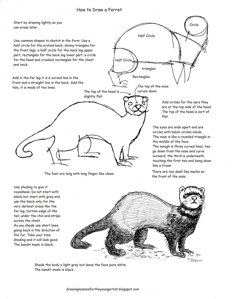 How To Draw Worksheets For The Young Artist Printable How To Draw A Ferret Worksheet How To Draw Worksheets For The Young Artist Printable How To Draw A Ferret Worksheet