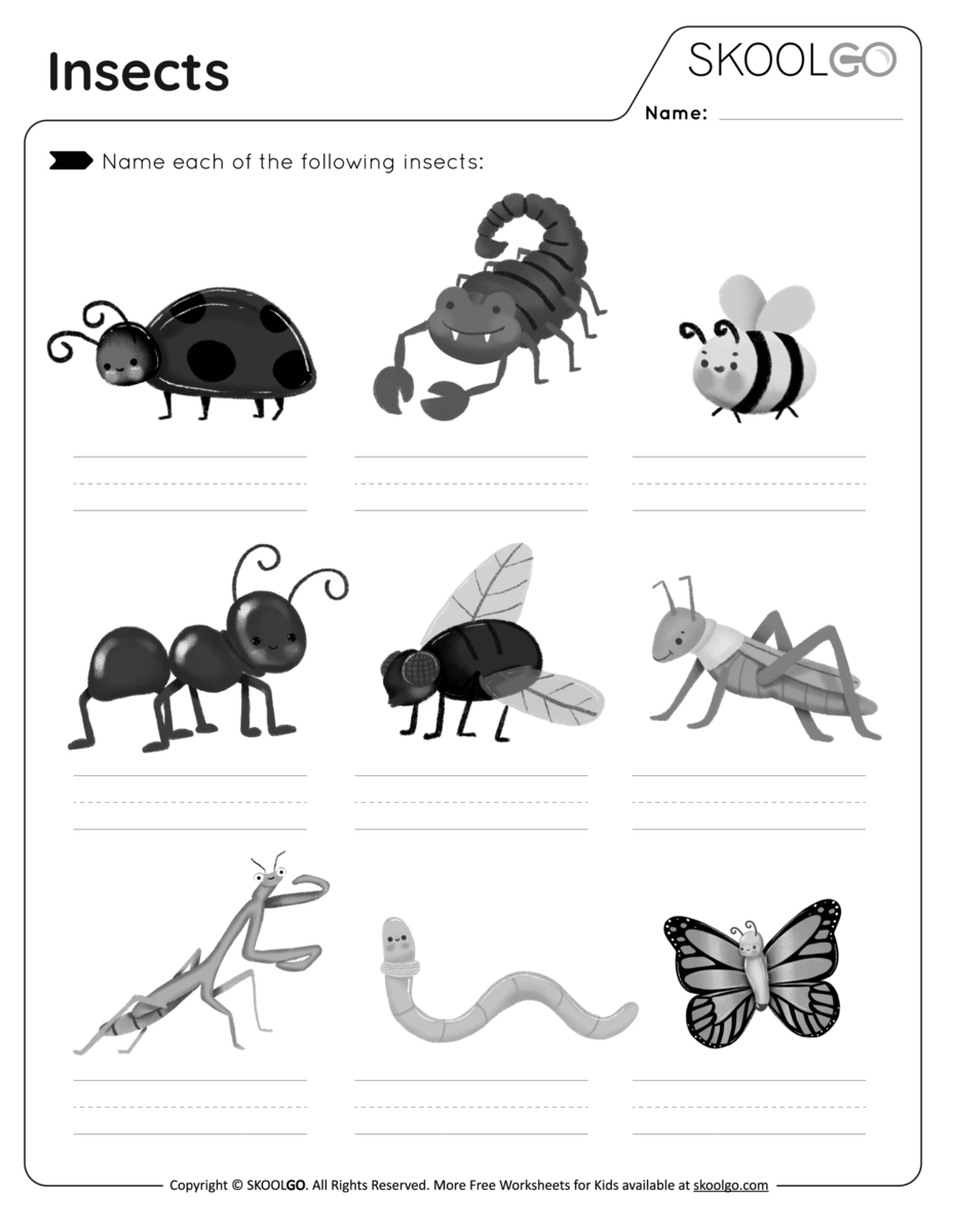 Insects Free Worksheet SKOOLGO Insects Free Worksheet SKOOLGO