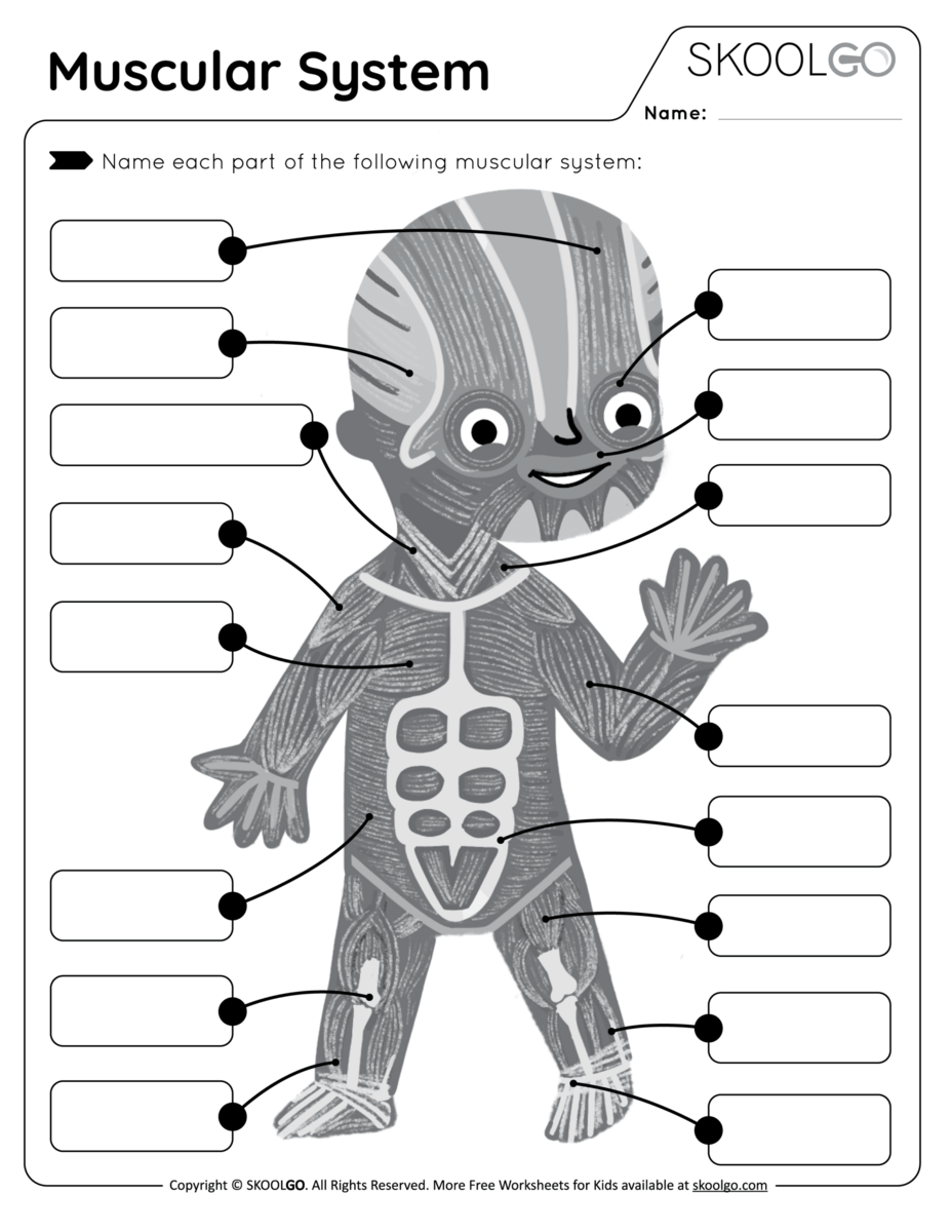 Muscular System Anatomy And Physiology Nurseslabs