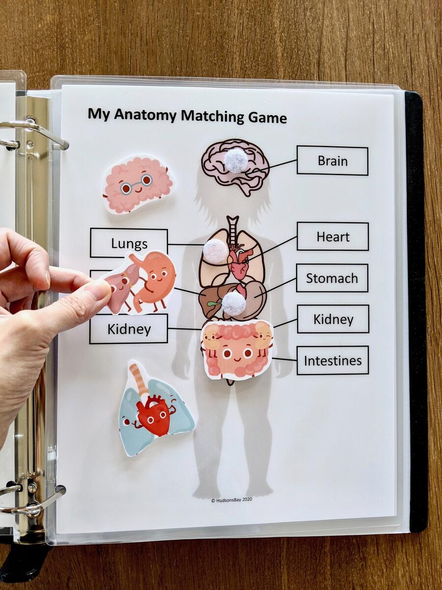 My Body Anatomy Worksheet Pre K Learning Printable PDF Etsy Hong Kong My Body Anatomy Worksheet Pre K Learning Printable PDF Etsy Hong Kong