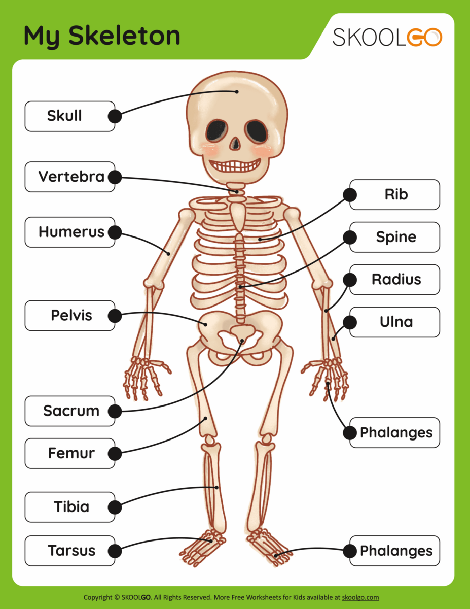 My Skeleton Free Worksheet SKOOLGO My Skeleton Free Worksheet SKOOLGO