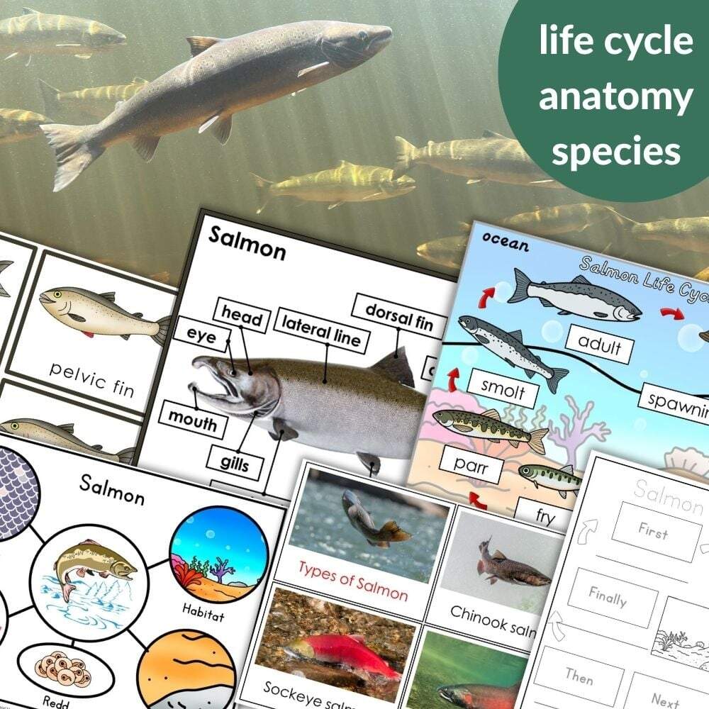 Parts Of A Salmon Life Cycle Activities Montessori Nature