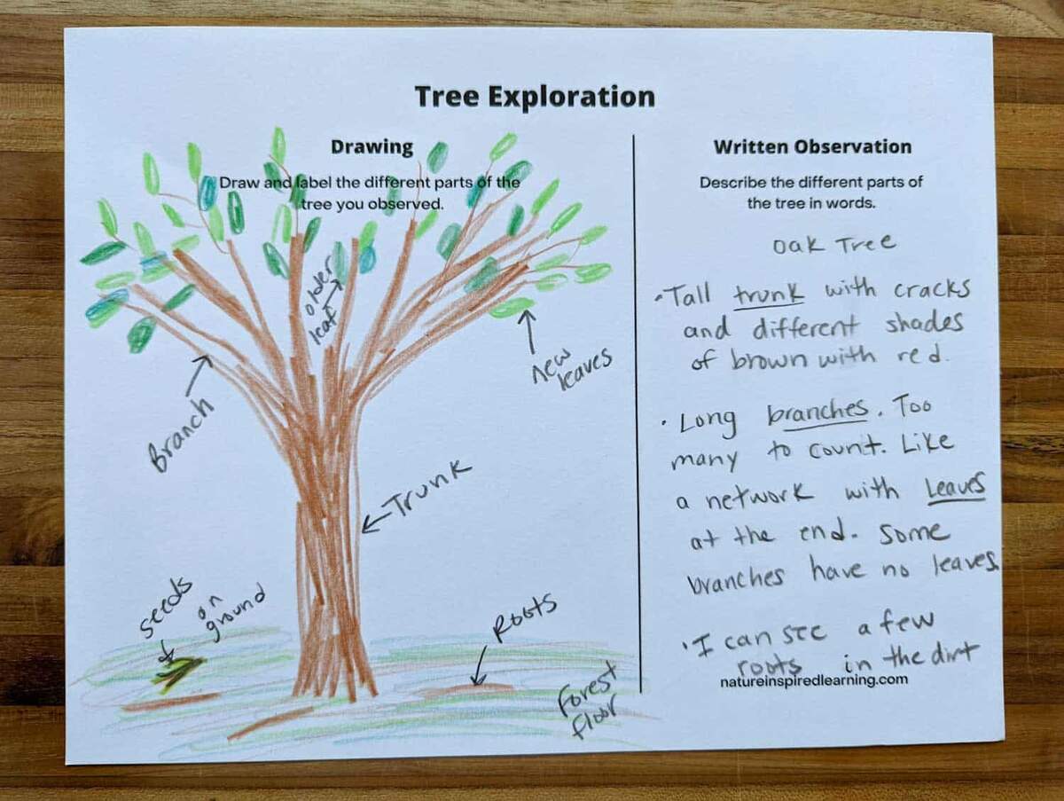 Parts Of A Tree Worksheets Nature Inspired Learning