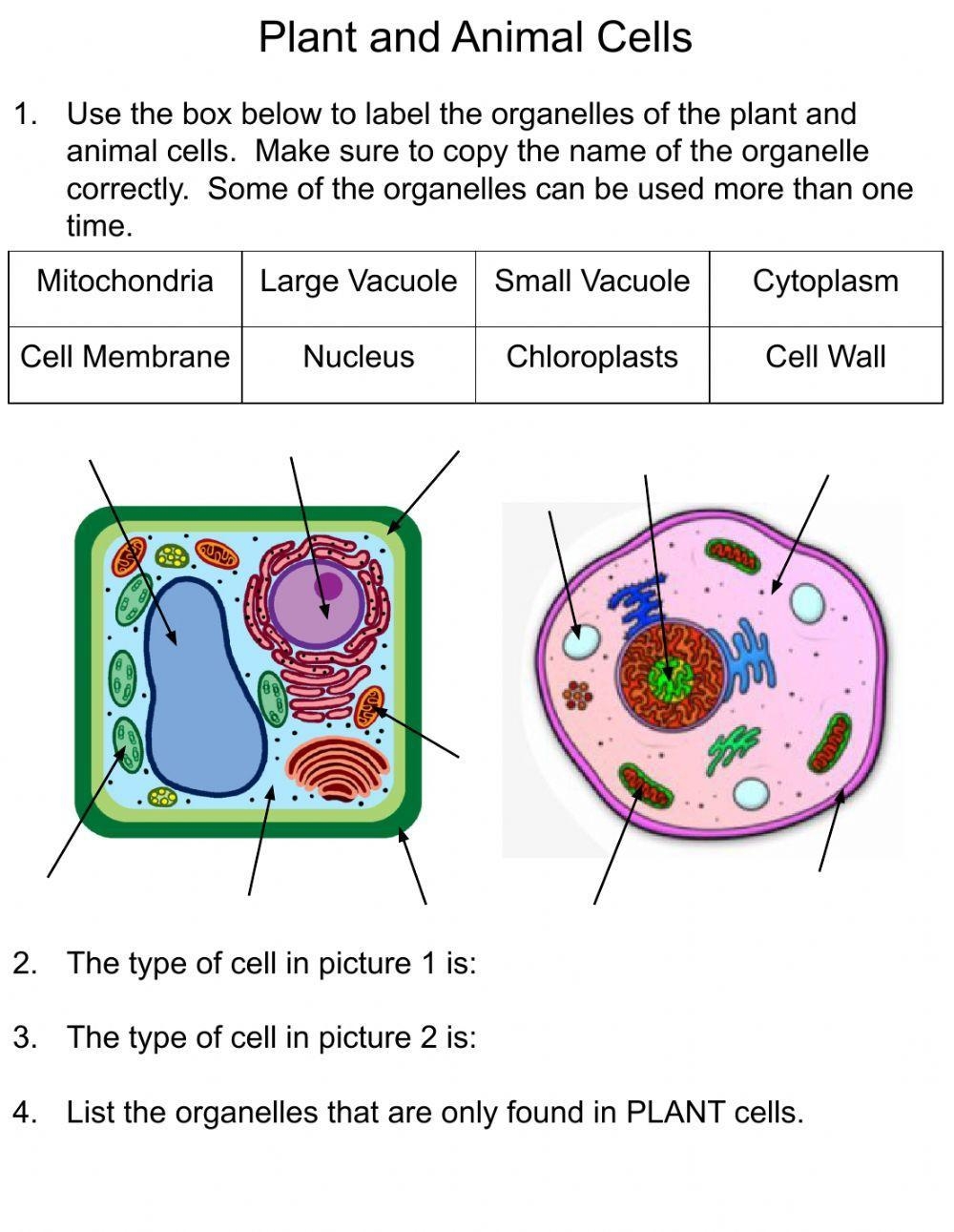 Plant And Animal Cells Online Exercise Worksheets Library Animal And Plant Cells Worksheet WordMint