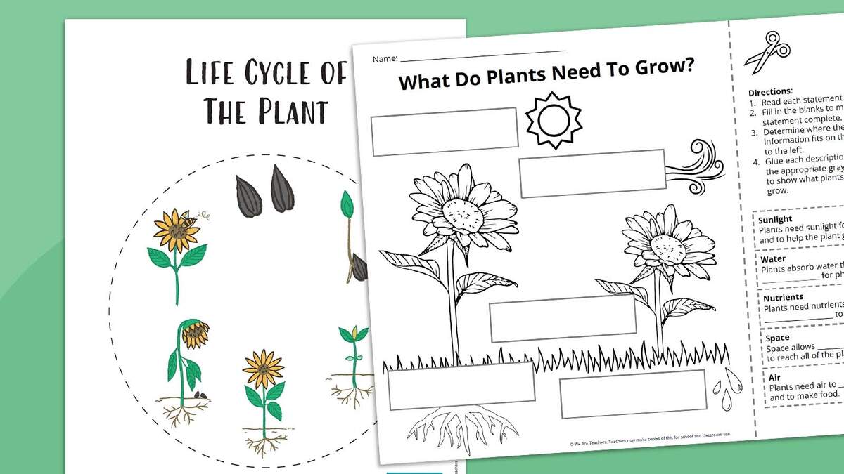 Plant Life Cycle Worksheet Bundle Free Printables Plant Life Cycle Free Worksheet SKOOLGO