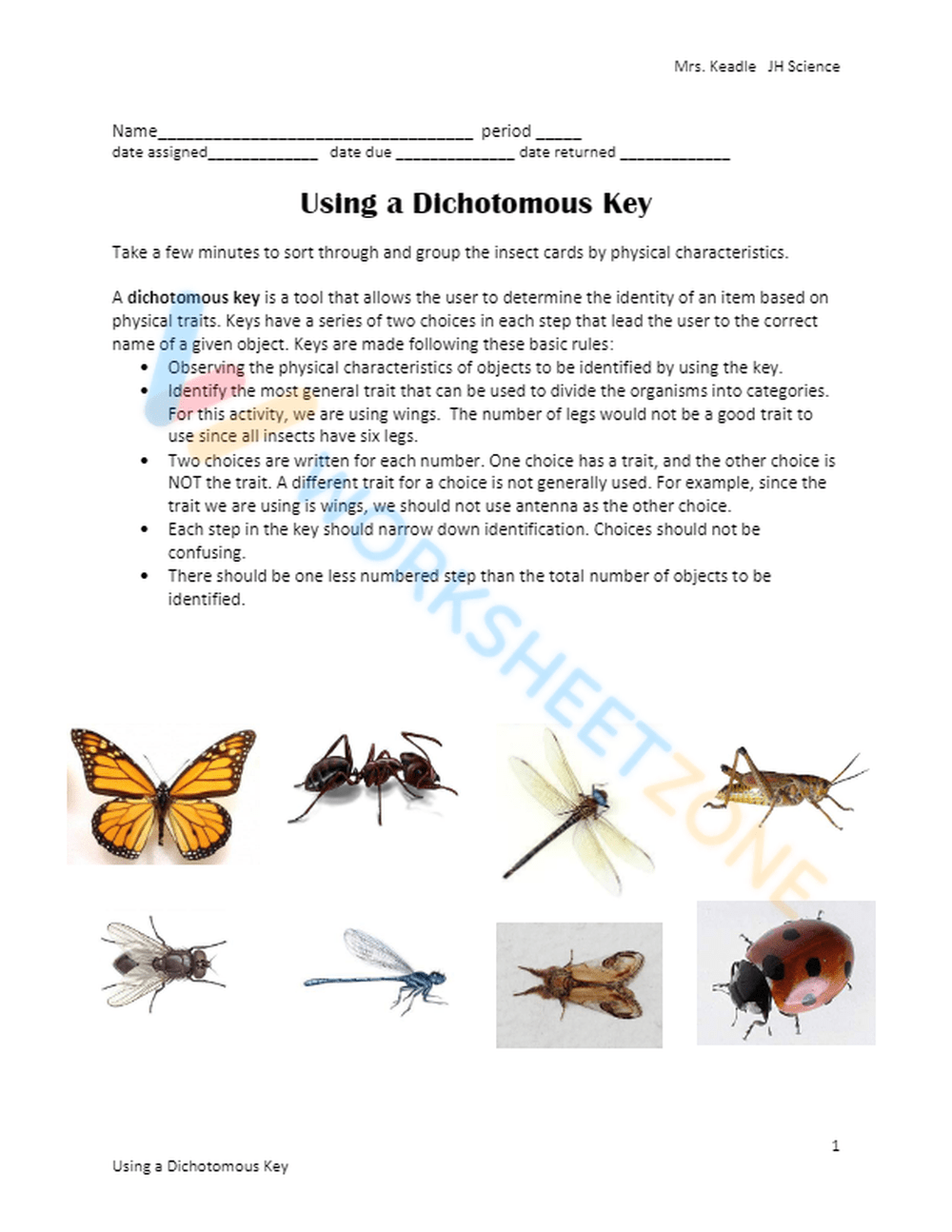 Printable Dichotomous Key Worksheets Download Printable Dichotomous Key Worksheets Download