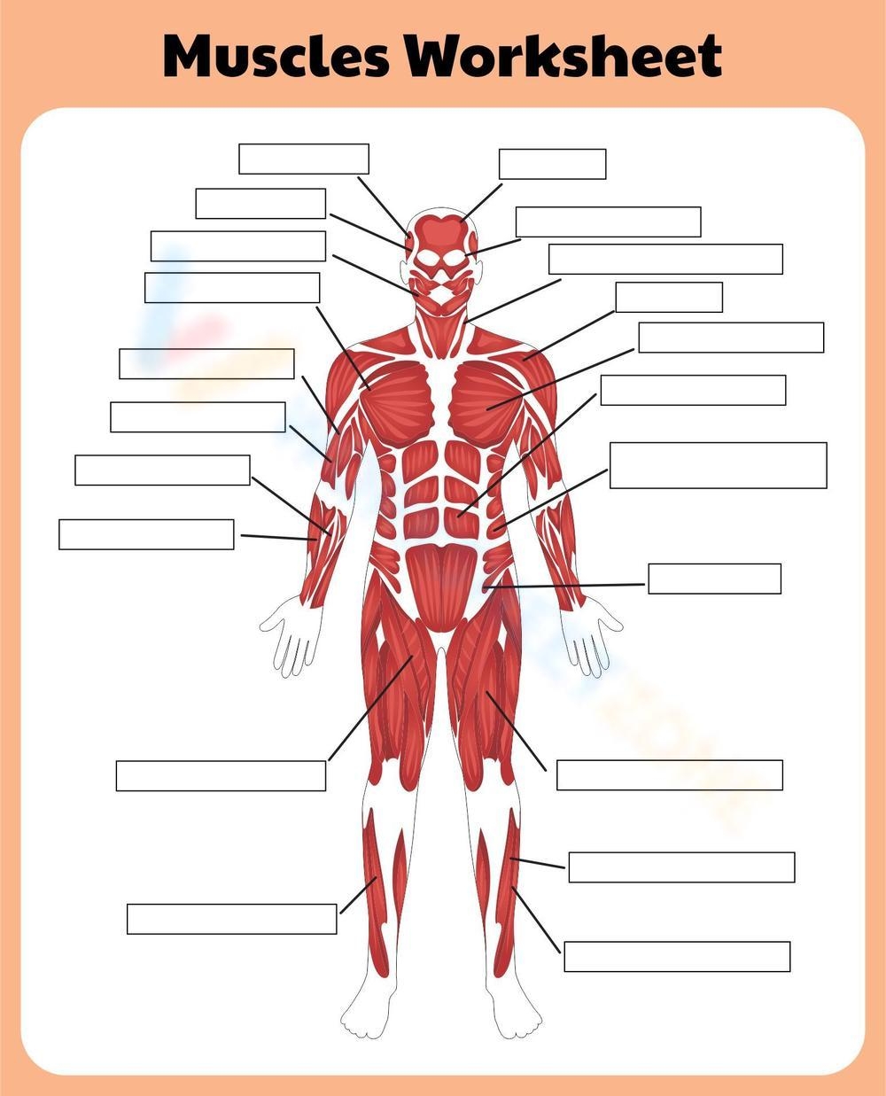Printable Muscular System Worksheets Printable Muscular System Worksheets