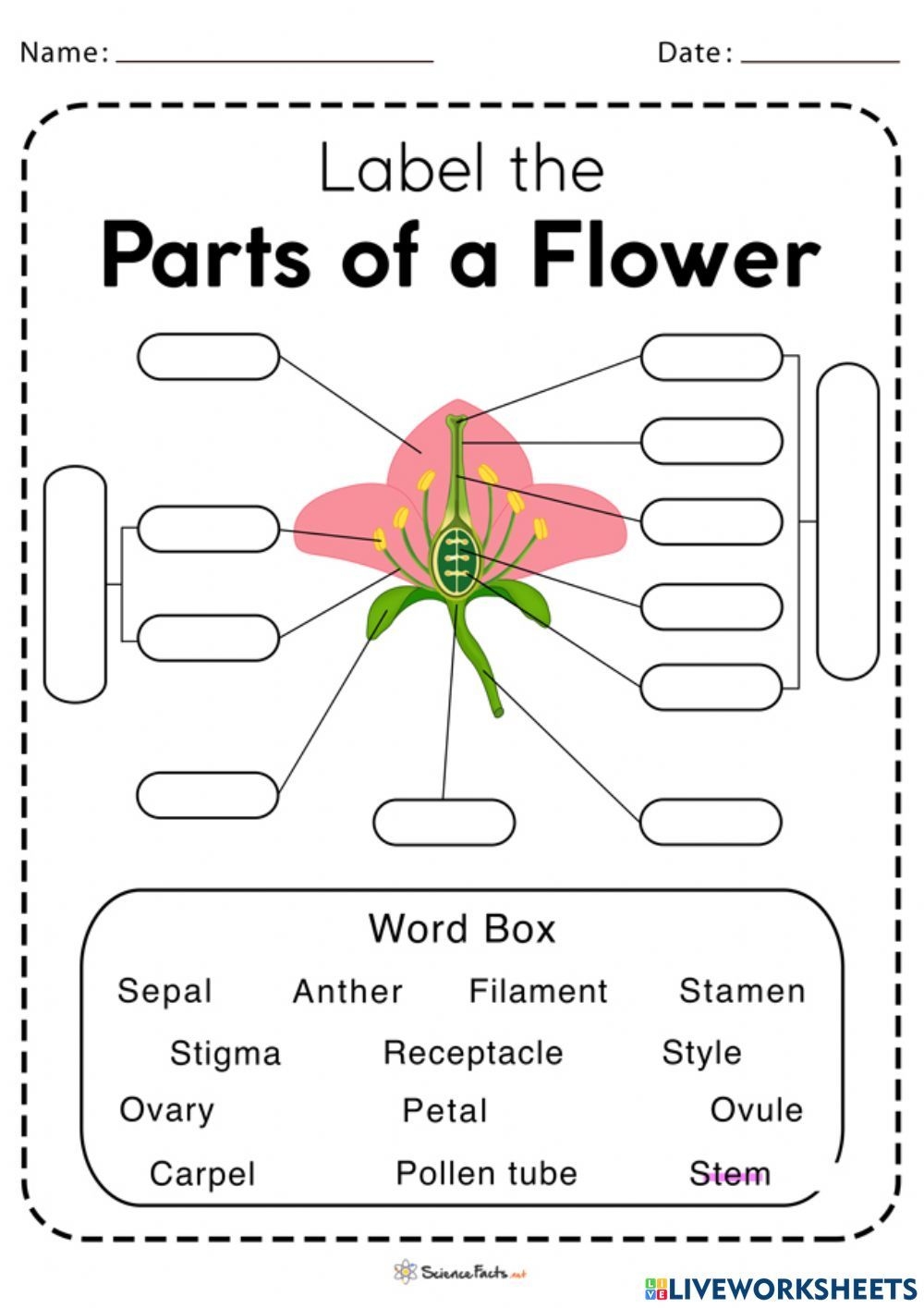 Reproductive Parts Of A Flower Worksheet