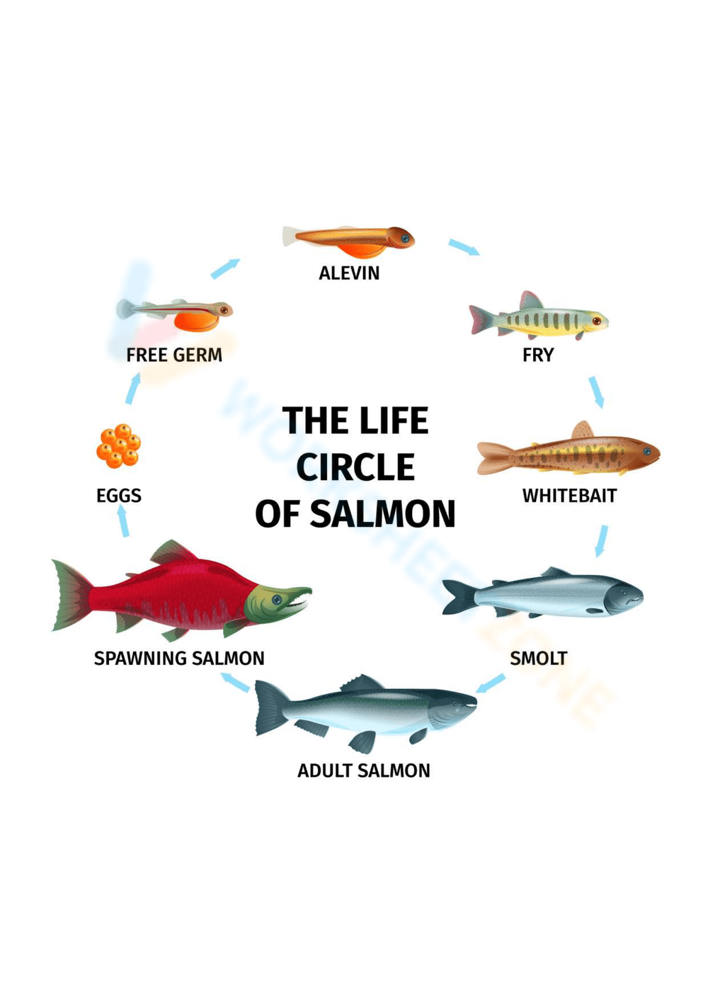 Salmon Life Cycle Worksheets Printable