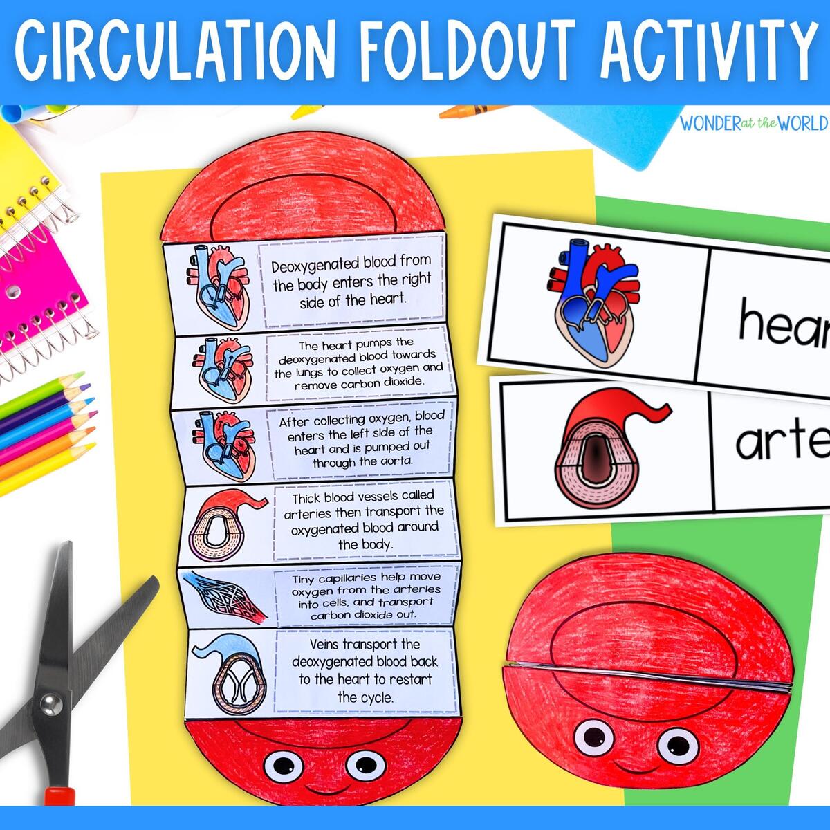 The Circulatory System Printable Foldouts And Worksheet Activity For Kids PDF Heart And Circulation Human Body Systems Etsy Circulation And Respiration Teaching In Room 6
