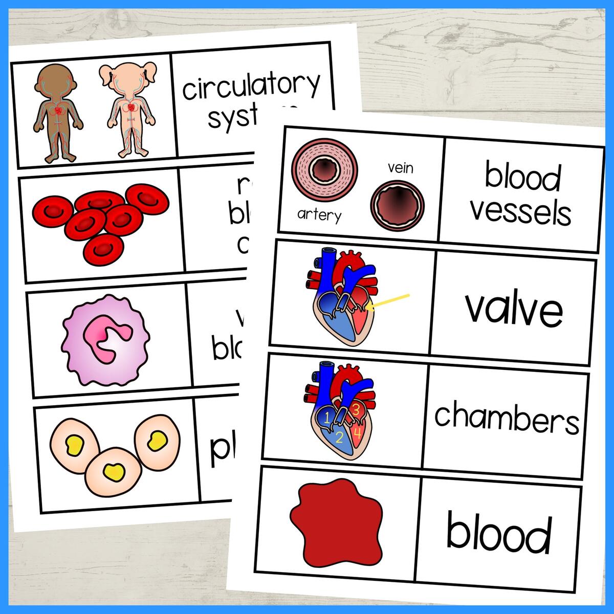 The Circulatory System Printable Foldouts And Worksheet Activity For Kids PDF Heart And Circulation Human Body Systems Etsy The Circulatory System Printable Foldouts And Worksheet Activity For Kids PDF Heart And Circulation Human Body Systems Etsy